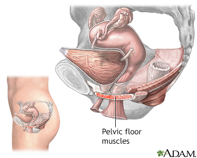 Anterior Vaginal Wall Repair Surgical Treatment Of Urinary Incontinence Series Health