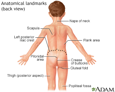 Anatomical landmarks, back view